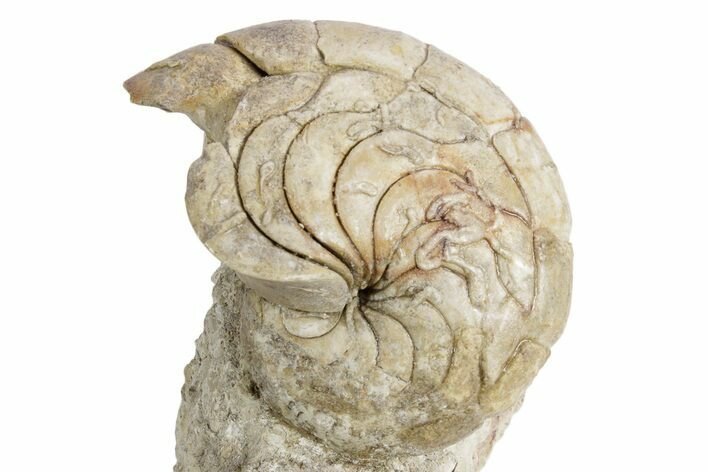 Fossil Nautilus (Aturia) - Boujdour, Morocco #359374